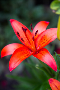 百合花在花园里盛开