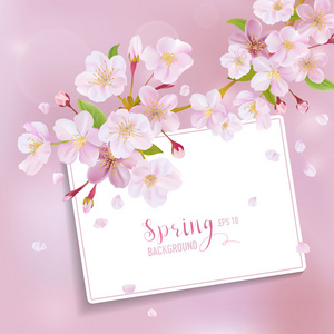樱桃开花春天背景用卡为您的文字