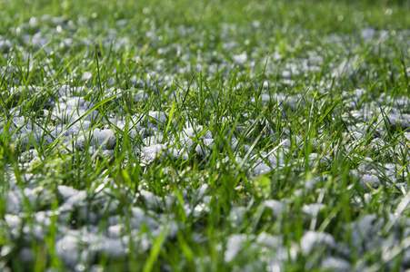 春霜, 青草覆盖着白雪