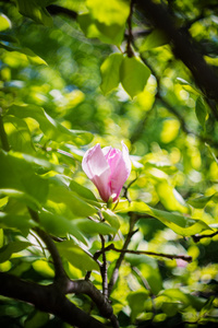 盛开的粉红色玉兰花开，春天的时候