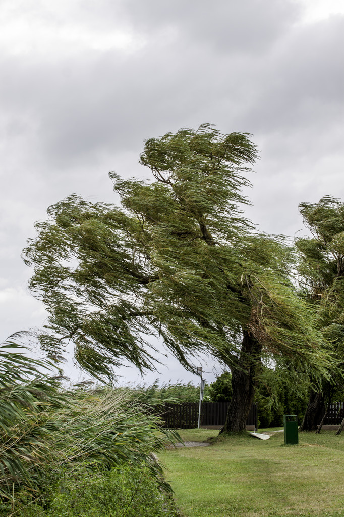 寒风来袭！荷兰北部或现天然冰场快穿上溜冰鞋