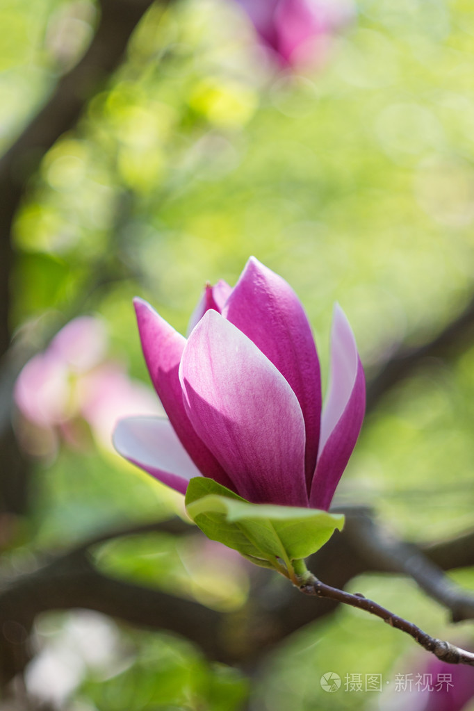 盛开的粉红色玉兰花开春天的时候