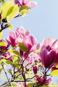 盛开的粉红色玉兰花开，春天的时候