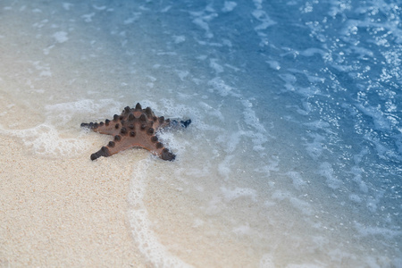 热带海滩海星图片