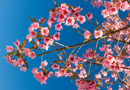 泰国樱花粉红色的花与蓝天在清迈, 泰国