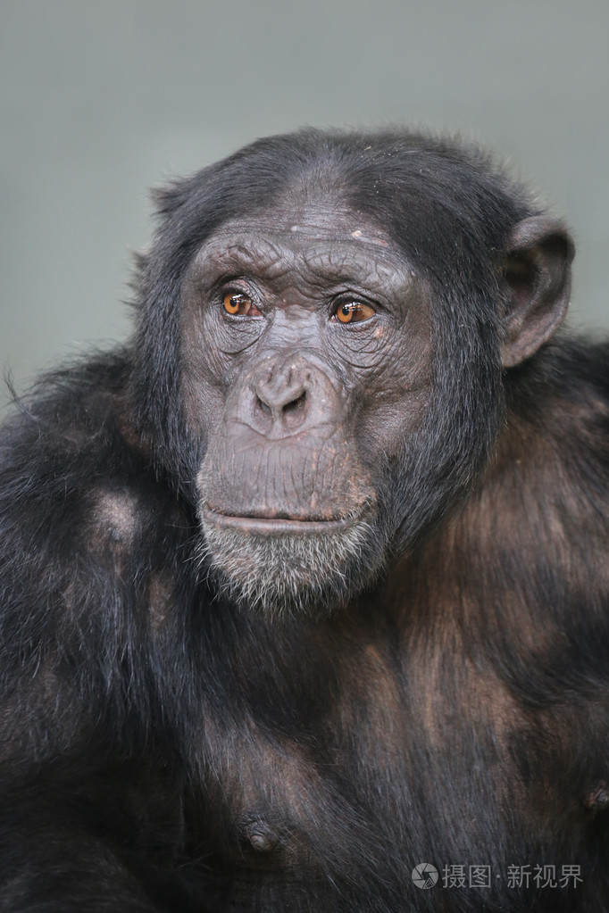 可爱的毛茸茸黑猩猩