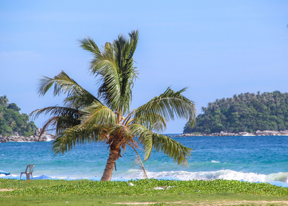 在海边沙滩上的热带棕榈树