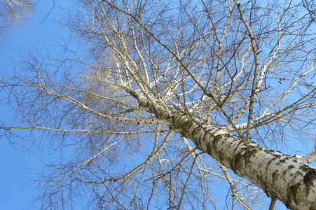 桦树分枝在冬天