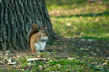 公园里的树的小松鼠