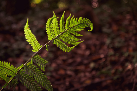 绿色蕨类植物离开树叶自然蕨类植物背景与阳光在曝光风格下