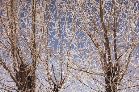 霜在树上的树枝
