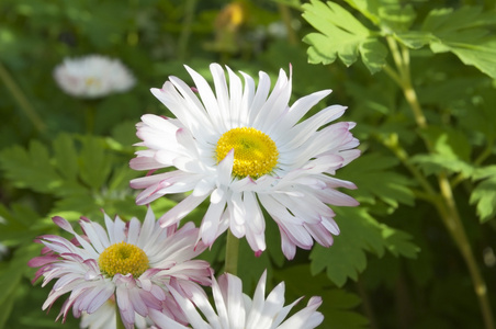 花园里的白花