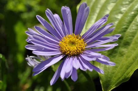 花园里的紫色花