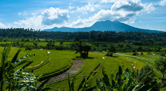 在巴厘岛上火山景色的水稻梯田