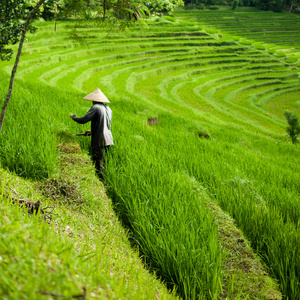 农民在稻田里，在印度尼西亚巴厘岛上美丽的水稻梯田