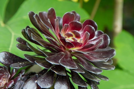 在 Aeonium 关闭