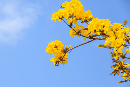 黄重蚁鲜花盛开