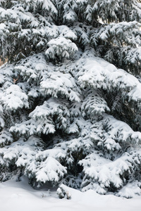 明媚的冬日景观。雪杉树