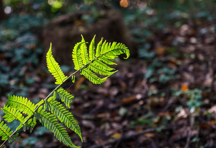 绿色蕨类植物离开树叶自然蕨类植物背景与阳光