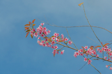 樱花, 春天的樱花