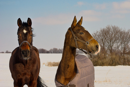 两个棕色马一起走在 beautyfull 雪场