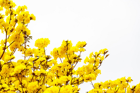 黄重蚁花开花黄色学名鲜花盛开在