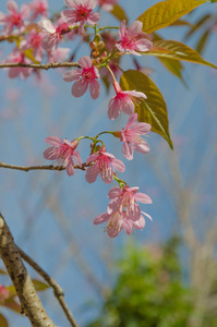 樱花, 春天的樱花