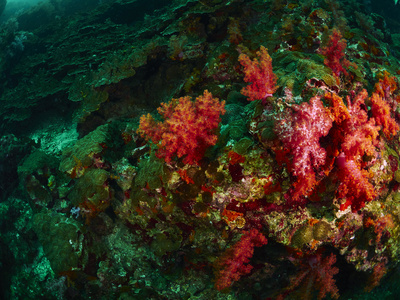珊瑚及珊瑚鱼