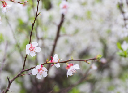 合起来的樱花