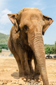 垂直的大象在动物园里的肖像