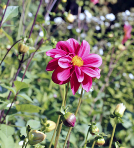 红花大丽花在花园里