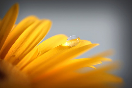 水滴在黄太阳菊