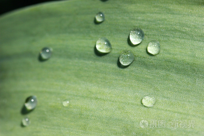 叶与雨水滴