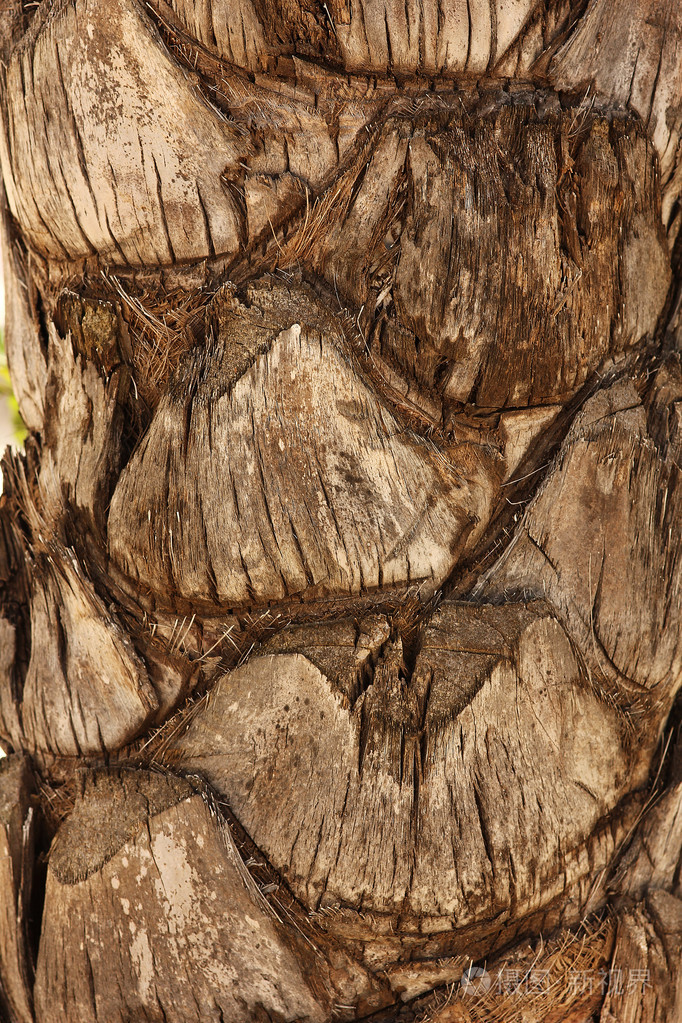 树皮的棕榈树纹理