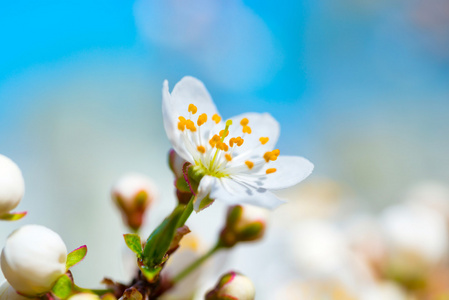 春天盛开的白色春天花朵图片