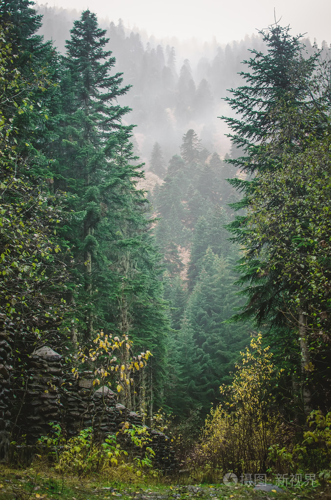 常青森林概述高大的树木与浓雾翻滚在郁郁葱葱的云绿色上衣