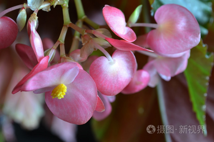 精致的粉红色的花的皇家海棠