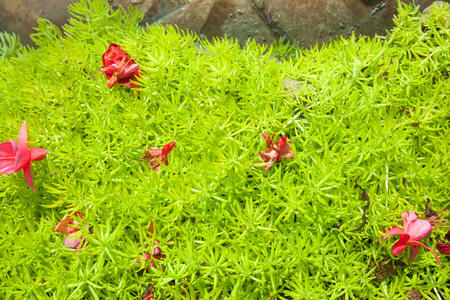 绿色的植物叶片纹理背景