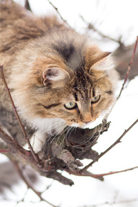 美丽的条纹的猫坐在雪地上