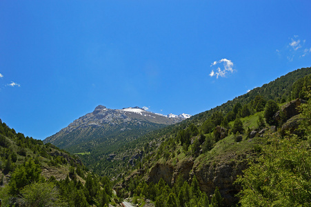 在山上，吉尔吉斯斯坦桧