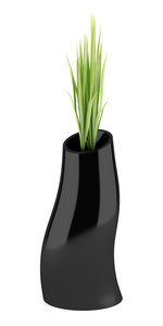 室内植物，在隔绝在白色背景上的黑色花瓶