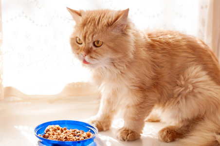 猫吃干的食物图片