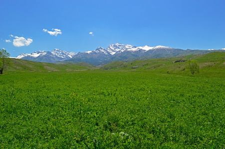 绿色草原与雪山背景