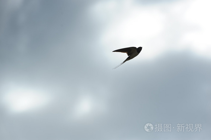 燕子在天空中飞翔
