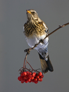 外勤Turdus Pilaris