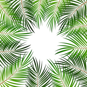 棕榈叶矢量背景图