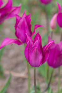 紫色郁金香在春天