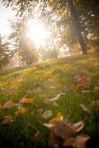 美丽的秋天在英国公园图片