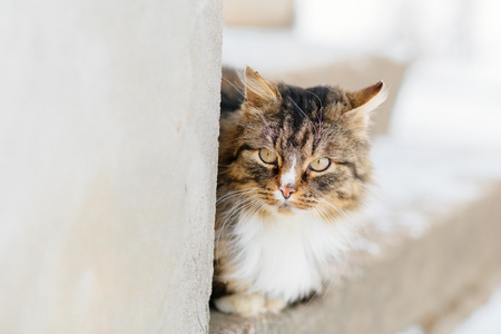 猫等待主人户外