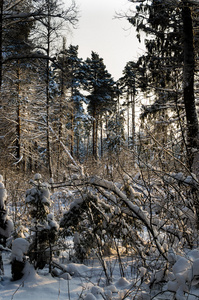 冬季森林的照片。树被雪覆盖。冬季景观, 阳光明媚的日子